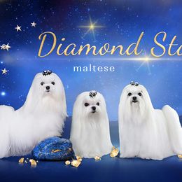 Maltese from Diamond Stars Maltese