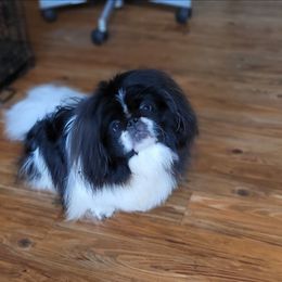 Murphy - Pekingese
