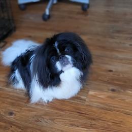 Murphy - Pekingese