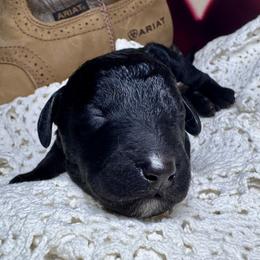 Randy Travis - Black male Labradoodle puppy in Kingston, Georgia from CC Familydoodles