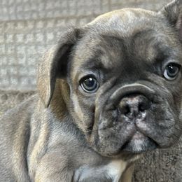 Misha - Fawn French Bulldog puppy in Clayton, California from Frenchie Luvbugs