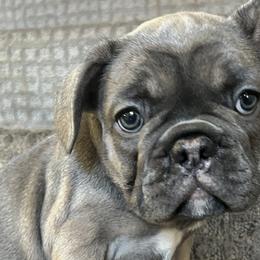 Misha - Fawn French Bulldog puppy in Clayton, California from Frenchie Luvbugs