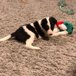 Border Collie Puppies from Bond Border Collies