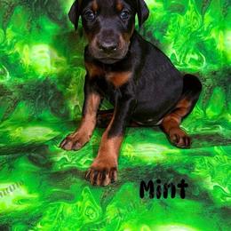 Mint - Black and rust female Doberman Pinscher puppy in Louisville, Kentucky from Ruiz Dobermans