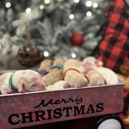 Australian Labradoodle Puppies from South Point Labradoodles