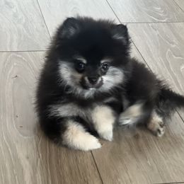 Mochi - Black and tan male Pomeranian puppy in Brentwood, California from Royalpawpoms