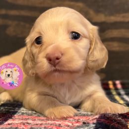 Elsa - Cream female Dachshund puppy in Dothan, Alabama from Little House Pups