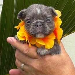 Dash - Tricolors male French Bulldog puppy in Palm Coast, Florida from Calypso Island French Bulldogs