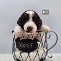 Java - Parti male Goldendoodle puppy in Summerville, South Carolina from Channys Doodles