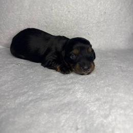 Boy 1 - Black and tan male Dachshund puppy in Stilwell, Oklahoma from TJ's Dachshunds