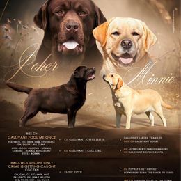 Labrador Retriever puppies from Backwoods Pond Labradors LLC