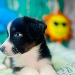 Hayes - Black tri male Miniature Australian Shepherd puppy in Wauchula, Florida from Sun & Moon Aussies