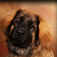 Leonbergers from BellaWood Leos