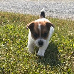 BOY 3 - Brown and white male Jack Russell Terrier puppy in Greeneville, Tennessee from Wampler Jacks