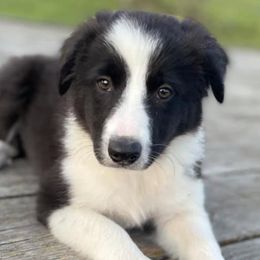 Border Collies from Medicine Lake BCs