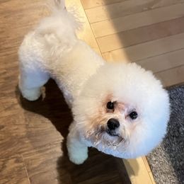 Mozzie - Bichon Frise