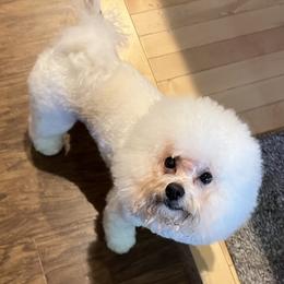 Mozzie - Bichon Frise