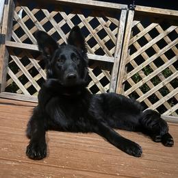 German Shepherd puppies from Schultz's Premium German Shepherds
