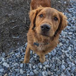 Golden Retriever All Grown Up from Big Sandy Golden Retrievers