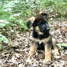 Boy 3 - German Shepherd puppy in Decatur, Texas from Double A German Shepherds