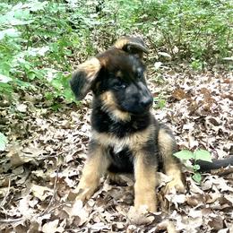 Boy 3 - German Shepherd puppy in Decatur, Texas from Double A German Shepherds