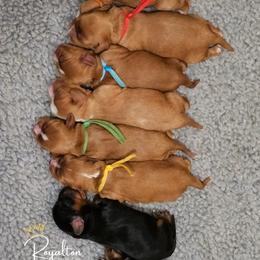 Cavalier King Charles Spaniel Puppies from Royalton Cavaliers