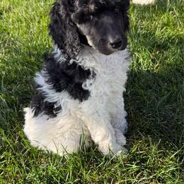 Tri parti boy - Parti male Poodle puppy in Wentworth, South Dakota from PaintersPreciousPoodles