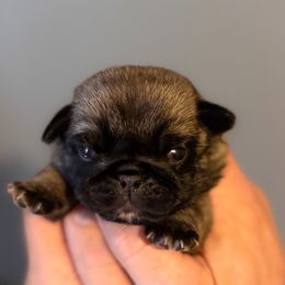 Maroon - Silver female Pug puppy in Hereford, Arizona from Broken Road Ranch Pugs