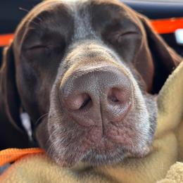 German Shorthaired Pointer All Grown Up from Windward German Shorthaired Pointers