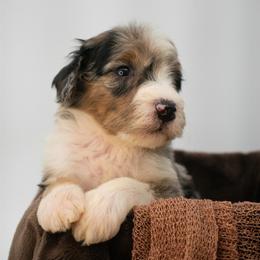 5 - Phantom male Goldendoodle puppy in Lafayette, Alabama from Sweethaven Kennels