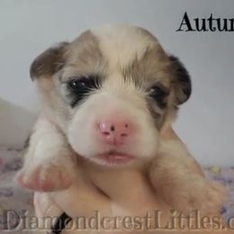 American Corgi, Cane Corso, Pembroke Welsh Corgi, and Rhodesian Ridgeback Puppies from Diamondcrest Inc