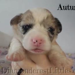 American Corgi, Cane Corso, Pembroke Welsh Corgi, and Rhodesian Ridgeback Puppies from Diamondcrest Inc