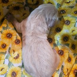 Boy 1 - Golden male Golden Retriever puppy in Middleburg, Florida from Rise and Shine Goldens