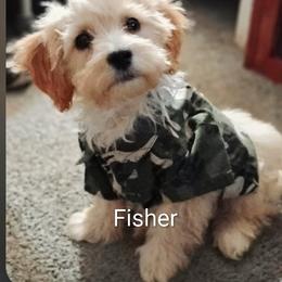 Cavapoo, Maltese, and Maltipoo All Grown Up from Carolina Canines