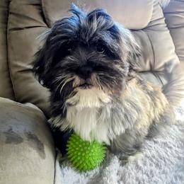 Chrome - Brindle male Lhasa Apso puppy in Hillsboro, Oregon from Luv-N-Laughter Lhasa Apsos