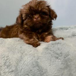 Kisses - Chocolate and tan female Shih Tzu puppy in Hawthorne, Florida from Simply Southern Shihtzus
