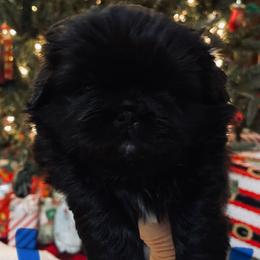 Blu - Black male Pekingese puppy in New Palestine, Indiana from Hausers Perfect Pekingese
