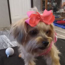 Juliet - Yorkshire Terrier