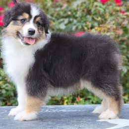 Australian Shepherd Puppies from CoralBlitz Australian Shepherd