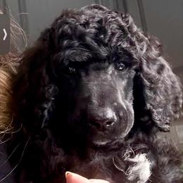 Donna - Black female Poodle puppy in Greenwich, New York from MizzElle’s Standard Poodles