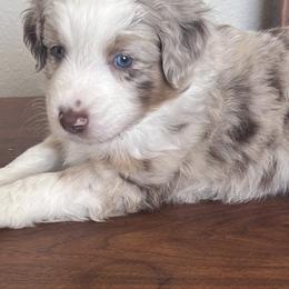 Frisco - Red merle male Australian Shepherd puppy in Wylie, Texas from Wylie Mini Aussies