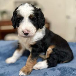 Babe - Tri-color male Bernedoodle puppy in Waco, Texas from Blessings Pups Doodles