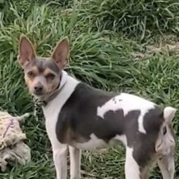 Raven - Rat Terrier