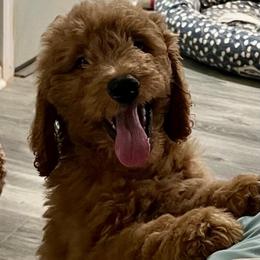 Orange - Red  male Goldendoodle puppy in Indian Trail, North Carolina from Castleberry Doodles and Poodles