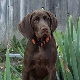 German Shorthaired Pointers from Knoll Creek GSP
