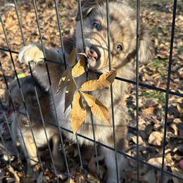 Red Merle Male 1 - Red merle male Australian Shepherd puppy in Prairie Grove, Arkansas from IQ Farms