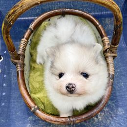 Blue parti tri - Blue parti female Pomeranian puppy in Kelso, Washington from Highlander Pomeranians