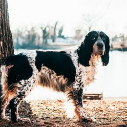 Delilah (LaLa) - English Springer Spaniel