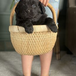Red puppy - Black Newfoundland puppy in Great Falls, Montana from True North Newfoundlands