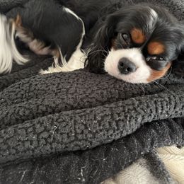 Romeo - Tri-color male Cavalier King Charles Spaniel puppy in Tacoma, Washington from Cherilym Gumm's Cavalier King Charles Spaniel